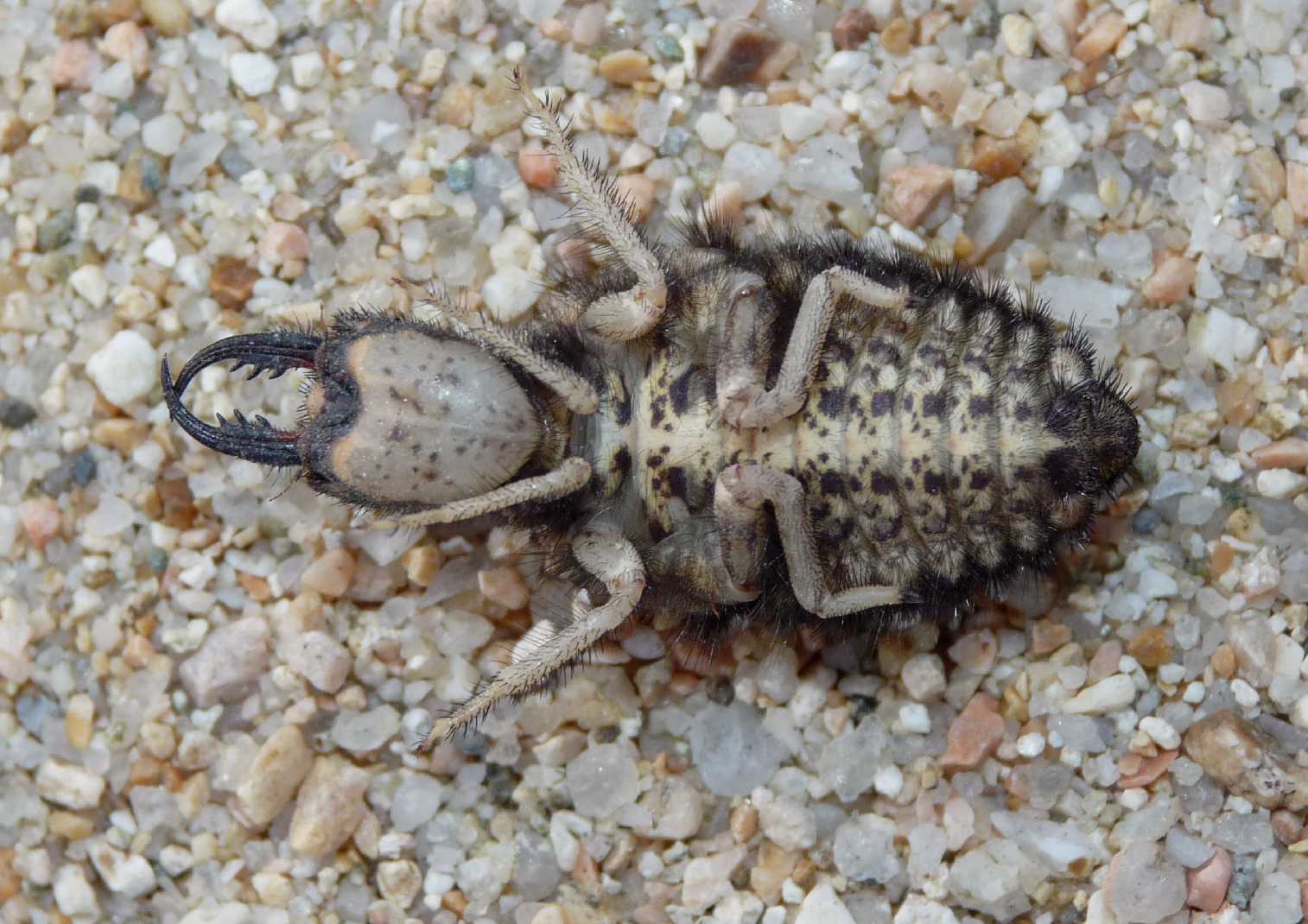 [Acanthaclisis occitanica larva] Tagliole nella sabbia